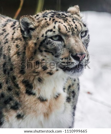 Snow leopard (panthera uncia) face looking to the right with snow background
