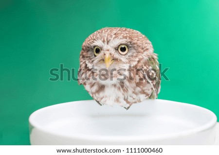 
little owl posing in photo studio