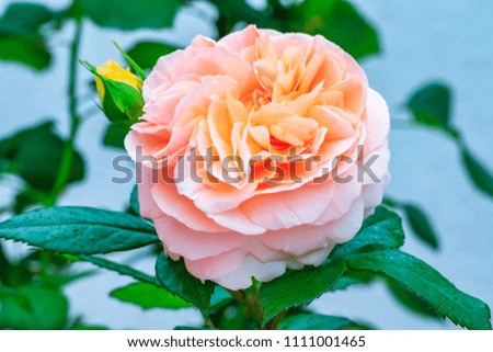 Beautiful delicate rose flower petals  with raindrops, close up. Pale pink color rose bloom var. Chippendale. Fragrant blooms in living coral color, top view,  flat lay, copy space for text.