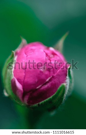Flower damask rose rosebud nostalgia romantic