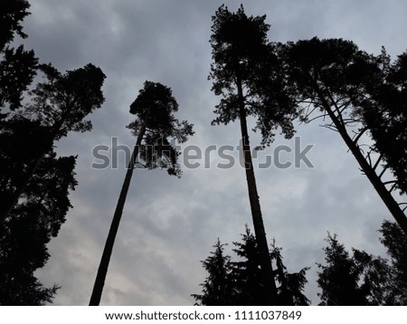 stormy sky and trees