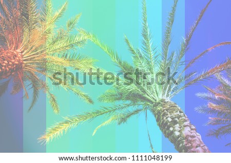 Rainbow colored palm trees on sky background. Fantastic toned photo light leaks. Tropical, exotic vacation. Creative banner. Summer travel concept