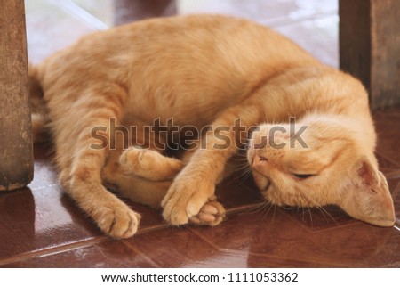 Yellow kitten is sleeping sweet dream.
Under the wooden chair. On the tile floor