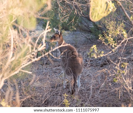 Baby Kangaroo in the woods
