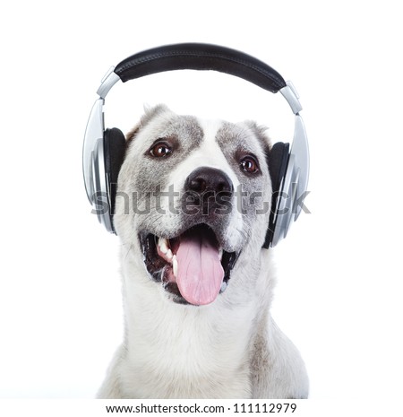 dog listening to music on headphones. isolated on white background