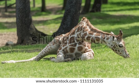 Baby giraffe lying on the ground, eating grass
