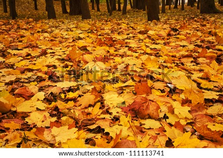 autumn maple leaves Royalty-Free Stock Photo #111113741