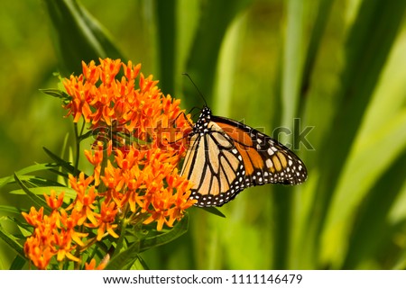  A brilliant, orange Monarch (danaus plexippus) pollinates a butterfly weed plant (asclepias tuberosa) with green leaves
