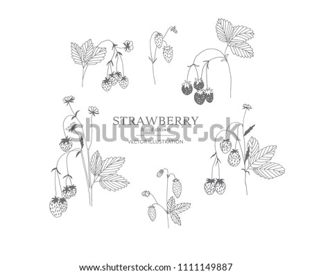 Hand drawn strawberry branches isolated on a white background. Collection of botany vector illustrations. EPS 10