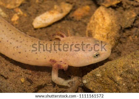Larval Blue Ridge Red Salamander (Pseudotriton ruber nitidus)