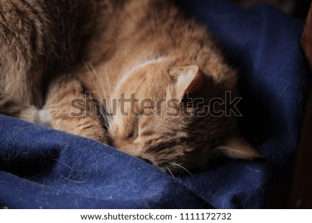 sleeping red cat close up on a navy blue cloth