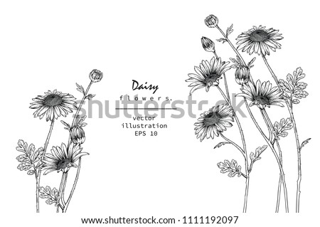 Sketch Floral Botany Collection. Daisy flower drawings. Black and white with line art on white backgrounds. Hand Drawn Botanical Illustrations.Vector.