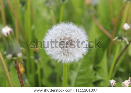 dandelion in summer