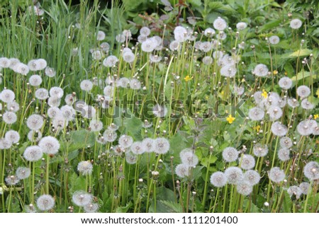 dandelion in summer