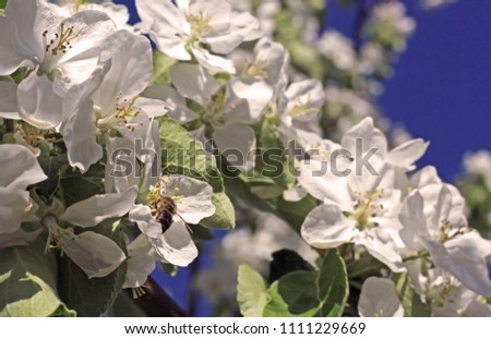 The bee sits on the flower of a blossoming Apple tree