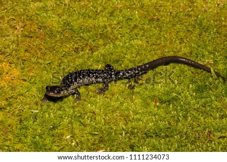 Northern Slimy Salamander (Plethodon glutinosus)