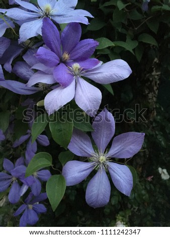Purple beautiful Flower 