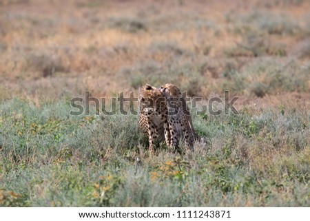 Two cheetahs are kissing and licking each other after successful hunting. These are good pictures of wildlife. Photos were taken on short distance and with excellent light.
