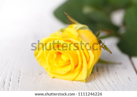 Yellow roses, close up on white table