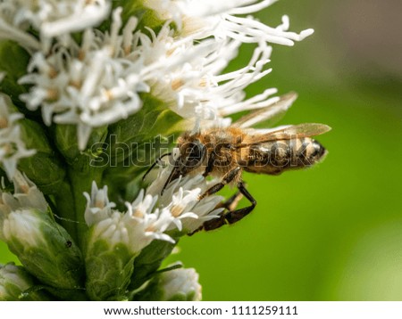 Macro photo of Bee collecting  pollen in nature. Shallow depth of field