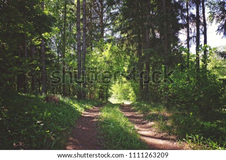 Road through the woods