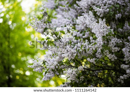 Beautiful spring lilac tree