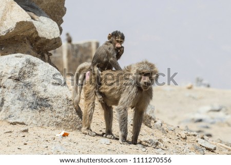 Wild Baboons in Saudi Arabia