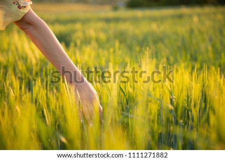 hand touching wheat spikes with her hand at sunset in grass