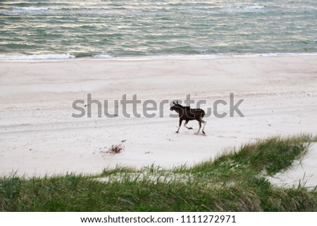 Wild moose on the beach in Nida (Lithuania, the Baltic Sea, the Curonian Spit). Rest in the north of Europe. Walk on the sand. Summer landscape.