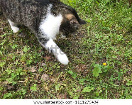cat hunting a frog