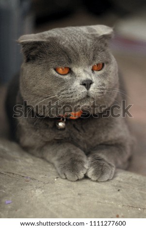 British lop-eared cat with a collar