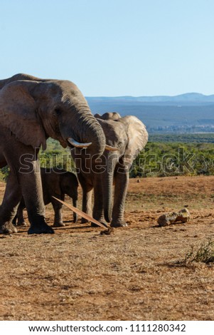 Elephant family standing together at the metal plate for some water