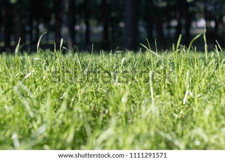 green grass on the background of trees