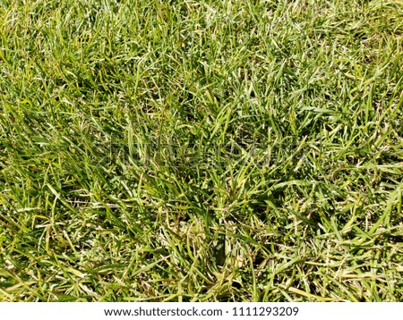 green grass growing 