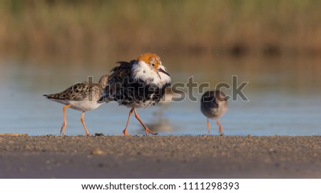 Ruff - Philomachus pugnax / Calidris pugnax - group of birds on the mating season at the Nemunas river delta, Lithuania