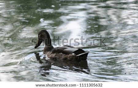 Duck swimming on the lake with water refection