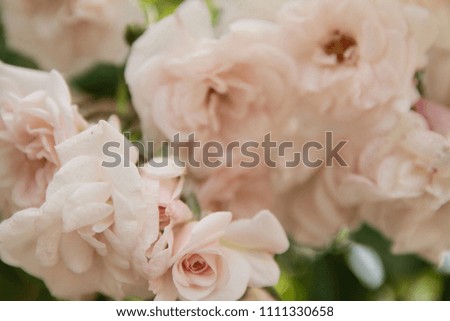 rose with pink roses