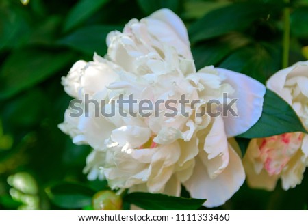 White rose close-up against a background of green leaves and a blurred background. Concept of shallow depth of field. In the category of the creative background of the screen saver, wallpaper.