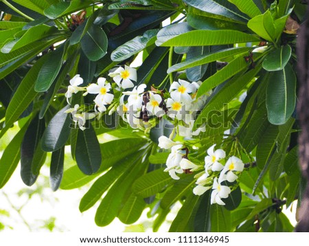 Beautiful of white plumeria flowers with green leaf background.