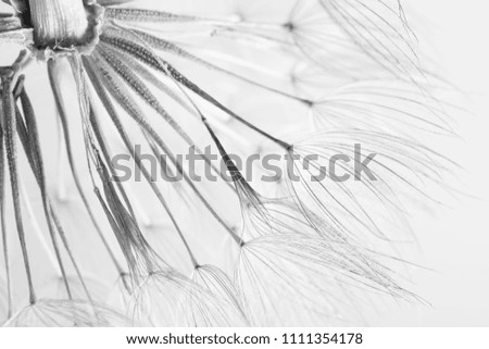 Dandelion seed head on grey background, close up. Black and white effect