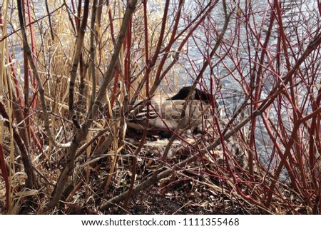 Goose Sitting on Nest, Alberta, 2017