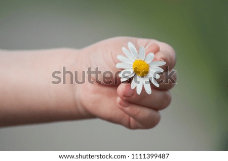 closeup of daisy in hand of little boy