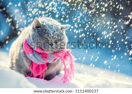 Portrait of a blue british shorthair cat, wearing knitted scarf. Cat sitting outdoors in the snow in winter during snowfall