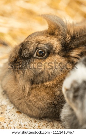 Cute tiny furry rabbit closeup - picture taken on the rural farm in English countryside