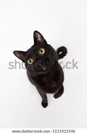 Handsome Black Cat on Light Background