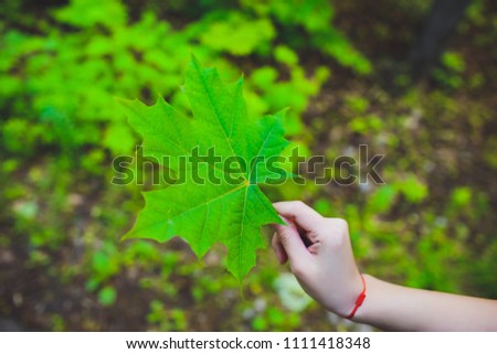 Human hand holding maple leaf - nature concepts