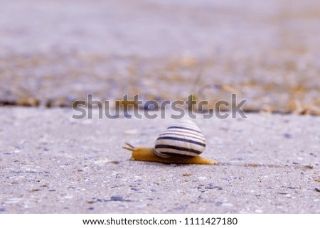 Lonely snail crawl along the way