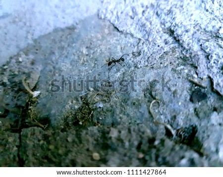 Becerril de la Sierra, Madrid, September 24, 2016, close-up of the textured floor where an ant walks.