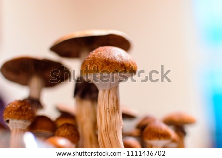 Picture of growing mushrooms