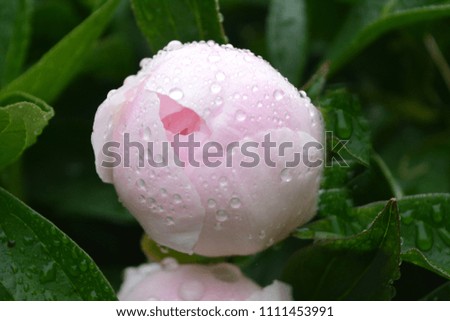 White bud with a light pink peony flower with raindrops. gentle romantic summer nature. flowering of the garden. innocent subtle beauty